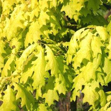 Quercus rubra Aurea - Chêne rouge d'Amérique doré