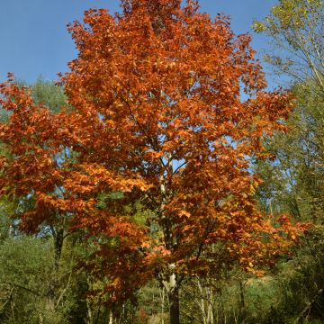 Quercus rubra - Chêne rouge d'Amérique