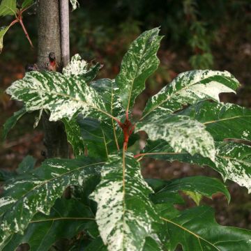 Quercus rubra Wolfsdonk's Pride - Chêne rouge d'Amérique