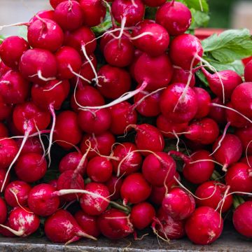 Radis Rond Rouge Raxe Bio - Ferme de Sainte Marthe