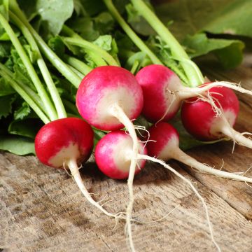 Radis Rond rose à bout blanc 3 - Raphanus sativus var. sativus