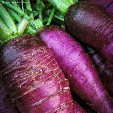 Radis Violet de Gournay Bio - Ferme de Sainte Marthe