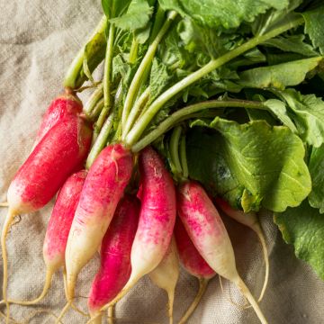 Radis 18 Jours AB - Ferme de Ste Marthe