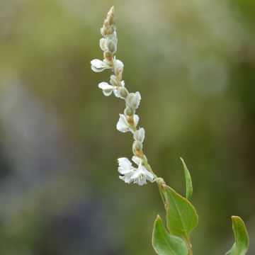 Renouée grimpante - Fallopia aubertii en pot de 4.5L