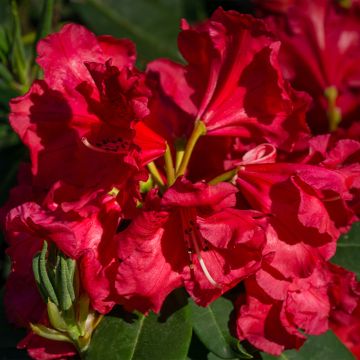 Rhododendron Halfdan Lem