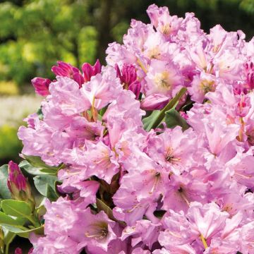 Rhododendron Inkarho Lila Dufthecke