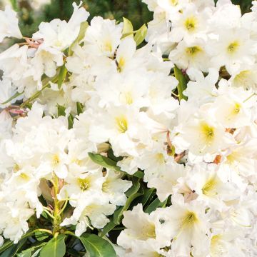 Rhododendron Inkarho Weiße Dufthecke