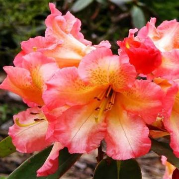 RHODODENDRON x Horizon monarch - Rhododendron nain