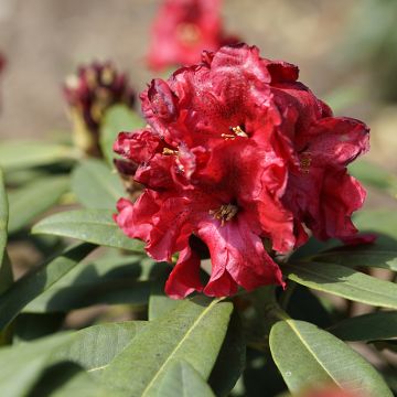 Rhododendron hybride Easydendron INKARHO Rabatz