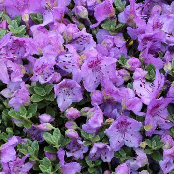 Rhododendron keleticum - Rhododendron nain