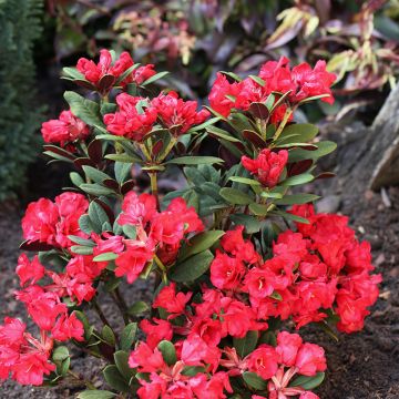 Rhododendron neriiflorum Burletta