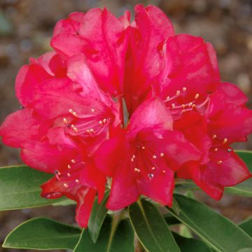 Rhododendron yakushimanum Easydendron INKARHO Bohlken's Roter Stern 