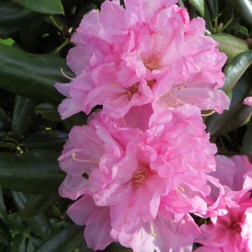 Rhododendron yakushimanum Kalinka - Rhododendron nain