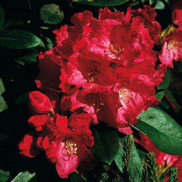 Rhododendron yakushimanum Morgenrot - Rhododendron nain