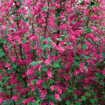 Groseillier à fleurs Pulborough Scarlet - Ribes sanguineum 