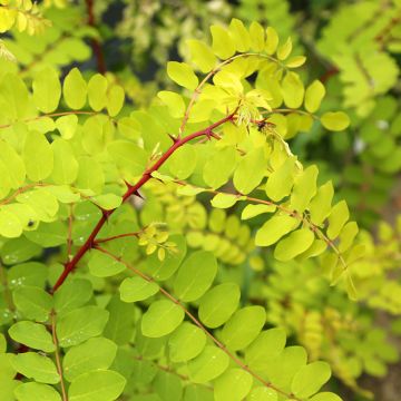 Robinia pseudoacacia Frisia - Robinier doré.