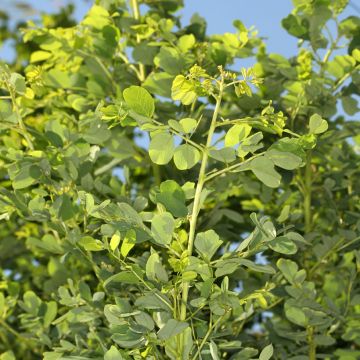 Robinia hispida Rosea - Acacia rose.