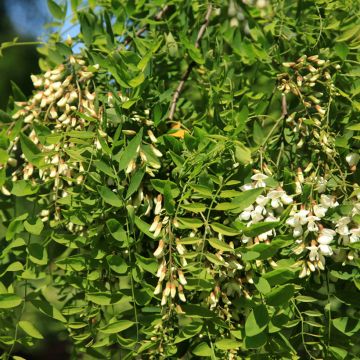 Robinia pseudoacacia Frisia - Robinier doré.