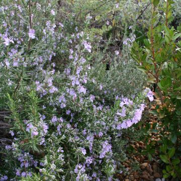 Romarin - Rosmarinus officinalis Majorca Pink 