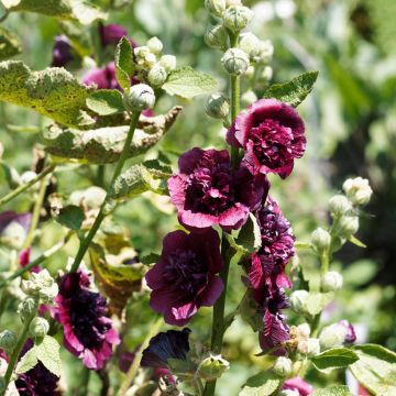 Rose trémière - Alcea rosea Chater's Double Violet