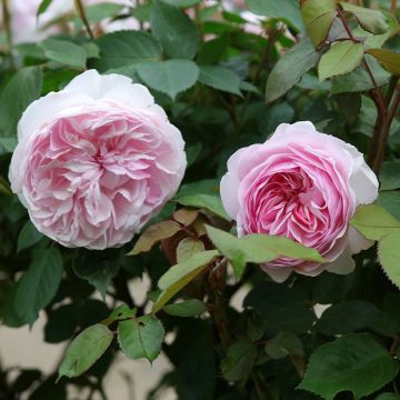 Rosier David Austin Olivia Rose Austin® - Ausmixture