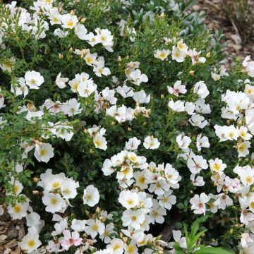 Rosier Sans Contraintes Rose du Soleil