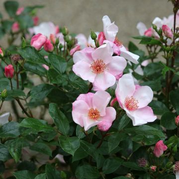 Rosier à fleurs groupées Astronomia