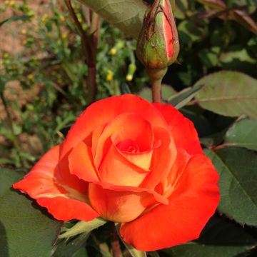 Rosier à grandes fleurs Simone Veil