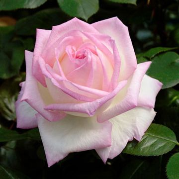 Rosier à grandes fleurs Princesse Charlène de Monaco Meidysouk