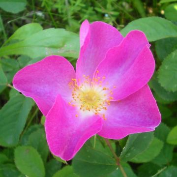 Rosa x gallica Versicolor - Rosier ancien gallique 