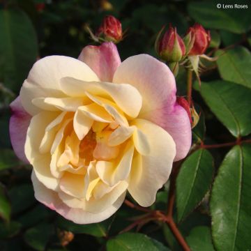 Rosier arbustif Apricot Bells