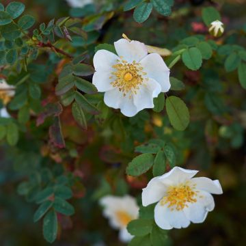 Rosier pimprenelle - Rosa pimpinellifolia