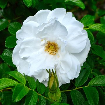 Rosier rugosa Blanc double de Coubert