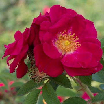 Rosier rugosa Rubra