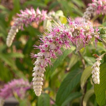 Rostrinucula dependens - Menthe en arbre