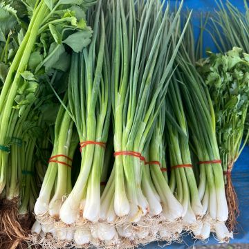 Ruban 5 m Oignon Blanc de Lisbonne - Allium cepa