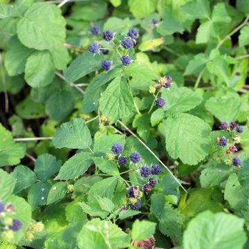 Ronce commune - Rubus fruticosus