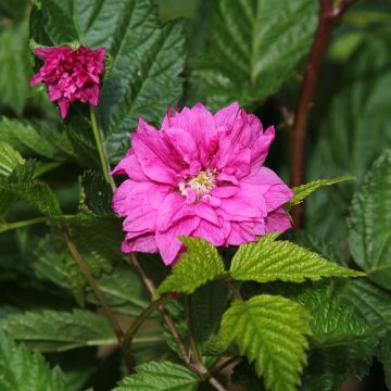 Rubus spectabilis Olympic Double (Flore Pleno) - Ronce d'ornement