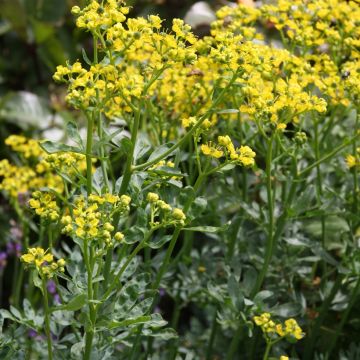 Rue officinale - Ruta graveolens Jackman's Blue