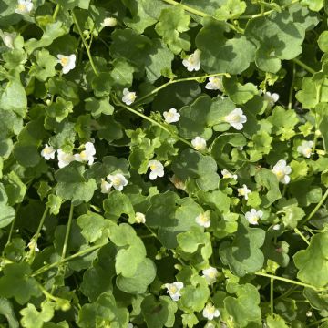 Ruine de Rome - Cymbalaria muralis