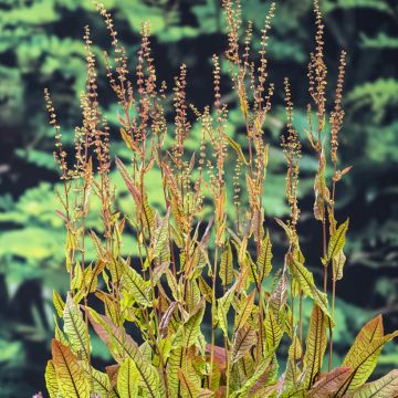 Rumex sauvignea - Oseille d'étang