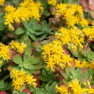 Sedum reflexum Angelina - Orpin réfléchi