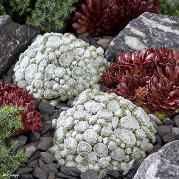 Sempervivum arachnoideum - Joubarbe à toile d'araignée