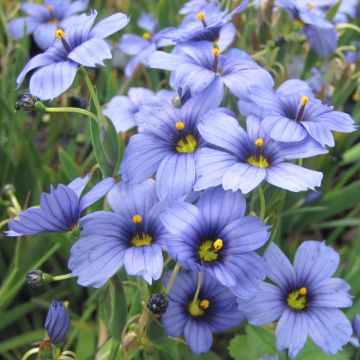 Sisyrinchium angustifolium Devon Skies