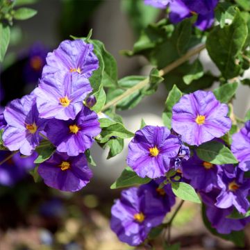 Solanum rantonnetii - Gentiane en Arbre