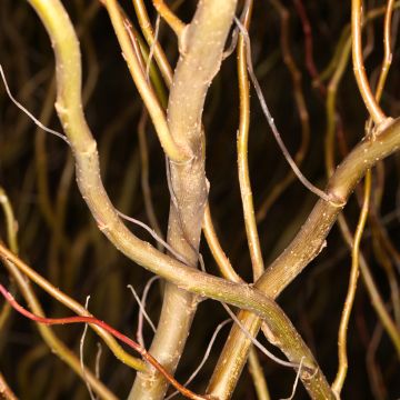 Salix alba - Saule blanc, argenté