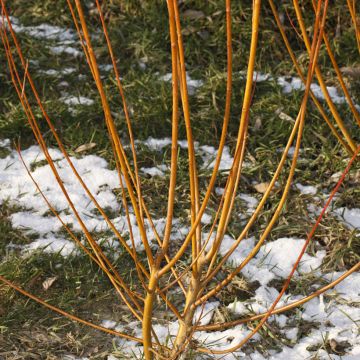 Salix alba Strachowo - Saule blanc à bois orange