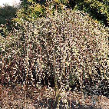 Saule marsault tortueux pleureur Curly Locks - Salix caprea