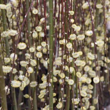Salix caprea Kilmarnock - Saule marsault pleureur