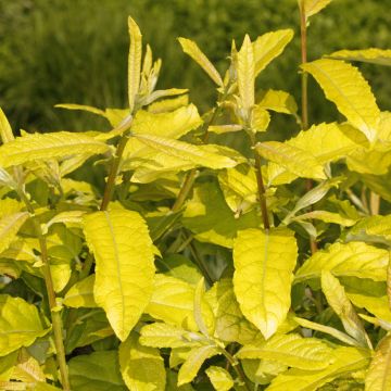 Saule marsault doré - Salix caprea Ogon